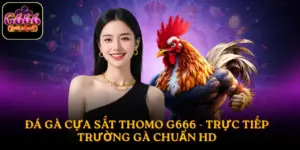Đá gà cựa sắt Thomo