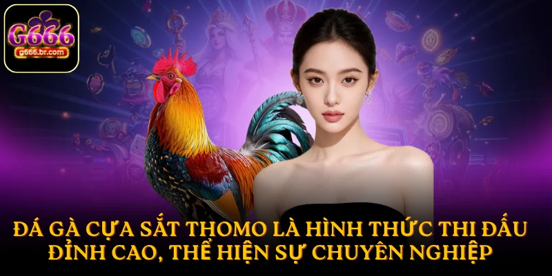 Đá gà cựa sắt thomo là hình thức thi đấu đỉnh cao, thể hiện sự chuyên nghiệp