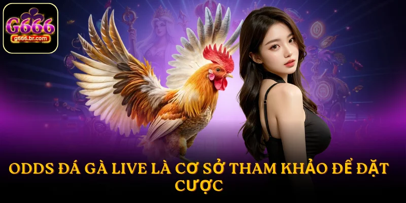 Odds đá gà live là cơ sở tham khảo để đặt cược