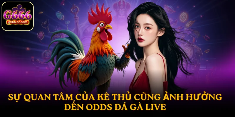 Sự quan tâm của kê thủ cũng ảnh hưởng đến odds đá gà live