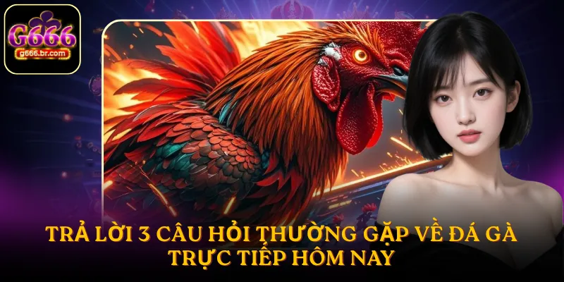 Trả lời 3 câu hỏi thường gặp về đá gà trực tiếp hôm nay