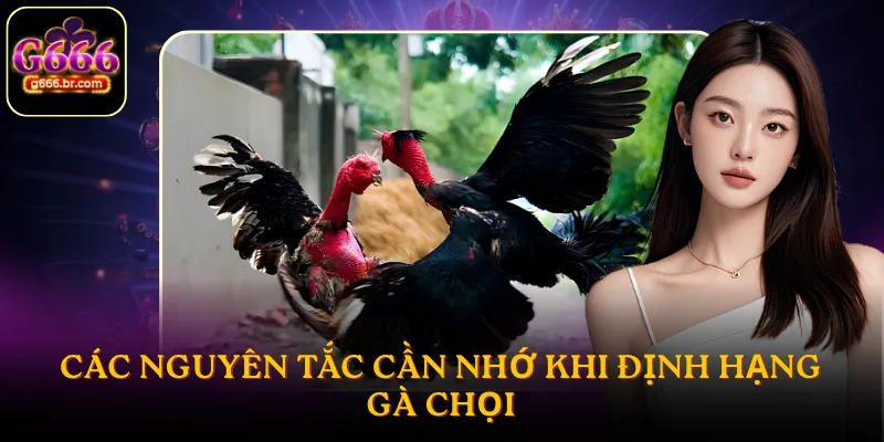 Các nguyên tắc cần nhớ khi định hạng gà chọi