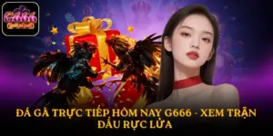 Đá gà trực tiếp hôm nay