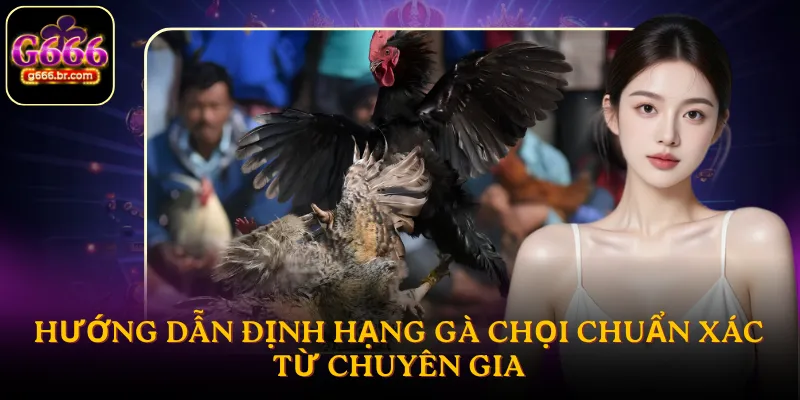 Hướng dẫn định hạng gà chọi chuẩn xác từ chuyên gia